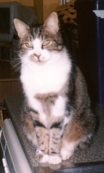 alfie.jpg